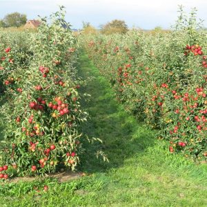 Unsere Obstplantagen