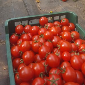 Tomaten, Gurken